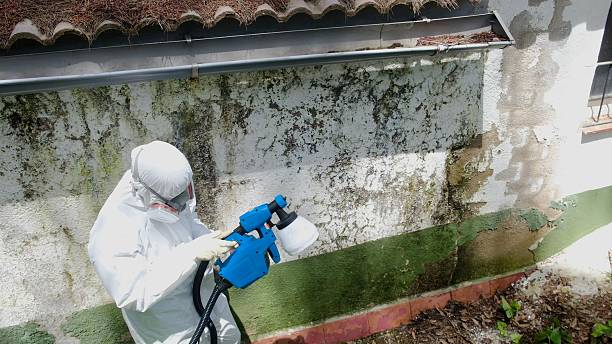 Top rated local Attic Mold Remediation specialists in Wilmette, IL